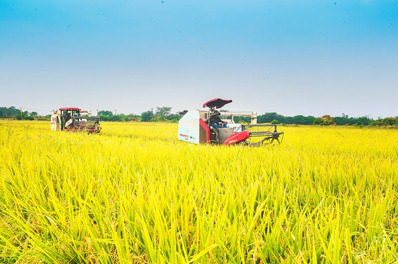 我市引种推广玮两优8612亩产达1000公斤