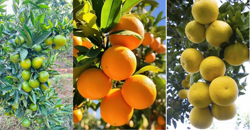 <a href="./xwzx/gzdt/202511/t20251107_732789.html">“橘”时已到，“柚”见美好，鄂州柑橘采摘季来了！——寻味吴都12美·果香四季⑪</a>