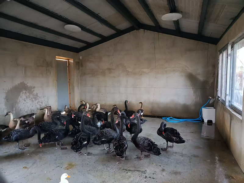 <a href="./xwzx/gzdt/202601/t20260126_748100.html">靠前服务严把关 筑牢野生禽鸟引进防疫屏障</a>