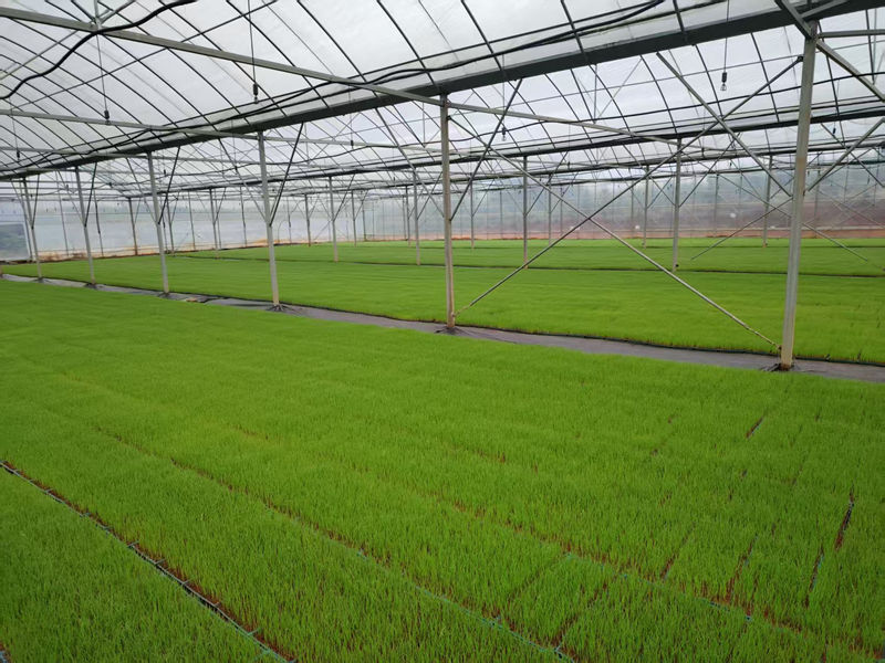 <a href="./xwzx/gzdt/202604/t20260418_761169.html">万亩早稻绘“丰”景 农田插秧正当时</a>