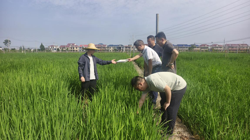<a href="./xwzx/gzdt/202607/t20260713_771878.html">闻令而动勇担当 防汛防台保丰收 ——市植物保护站织密农业防灾减灾防护网，筑牢粮食安全坚实屏障</a>